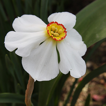 Actaea Recurvus Narcissus - 32116