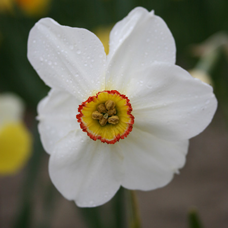 Actaea Recurvus Narcissus 