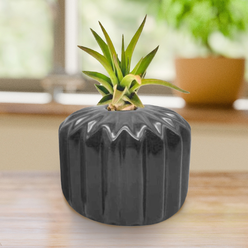 Air Plant in Decorative Black Pot