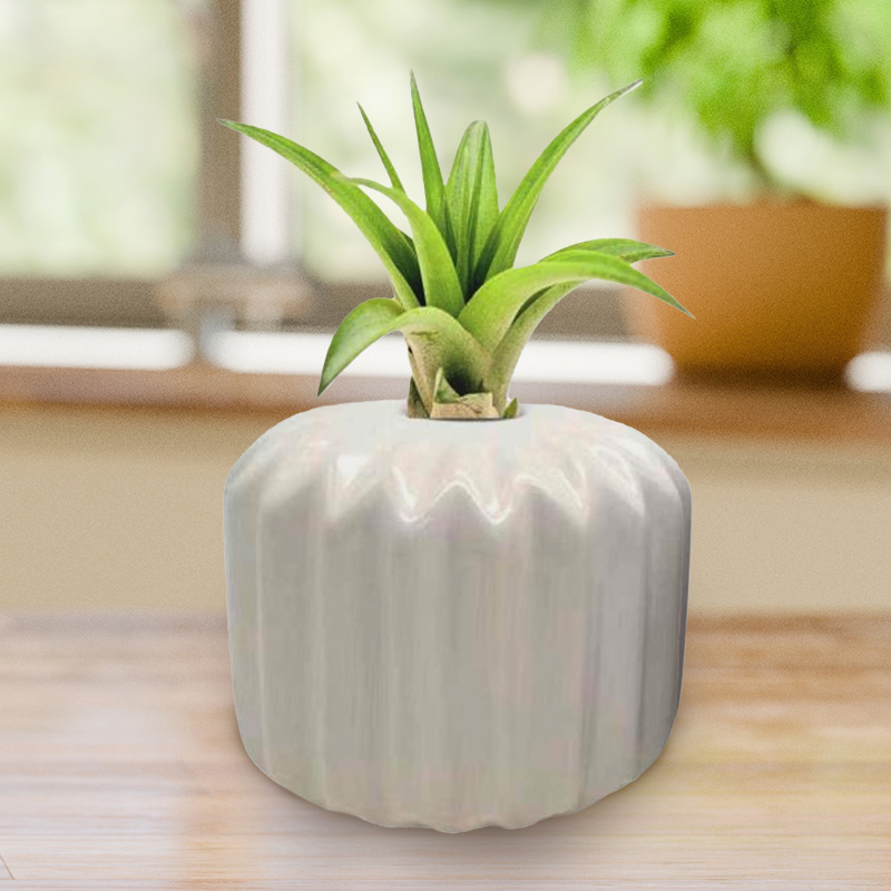 Air Plant in Decorative White Pot