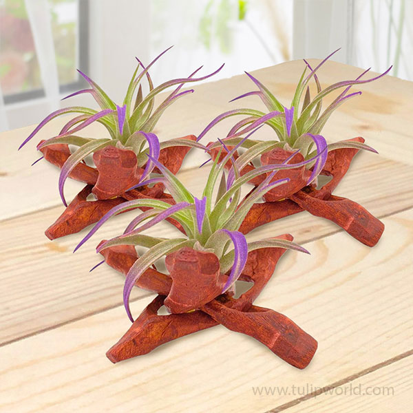 Air Plant in Wood Stand