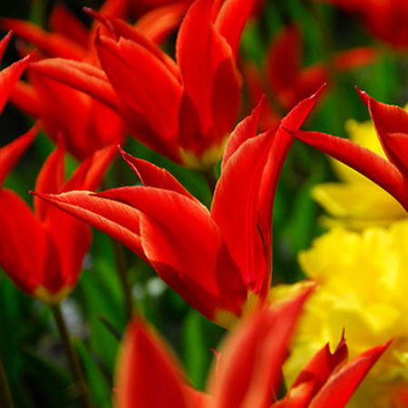 Aladdin Lily Tulip 