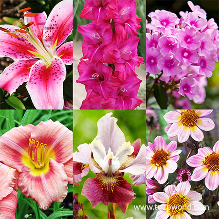 All Pink Summer Collection  all pink summer flower collection, pink flowers, pink flowers for sale, pink perennials, summer blooming perennials, summer blooming bulbs