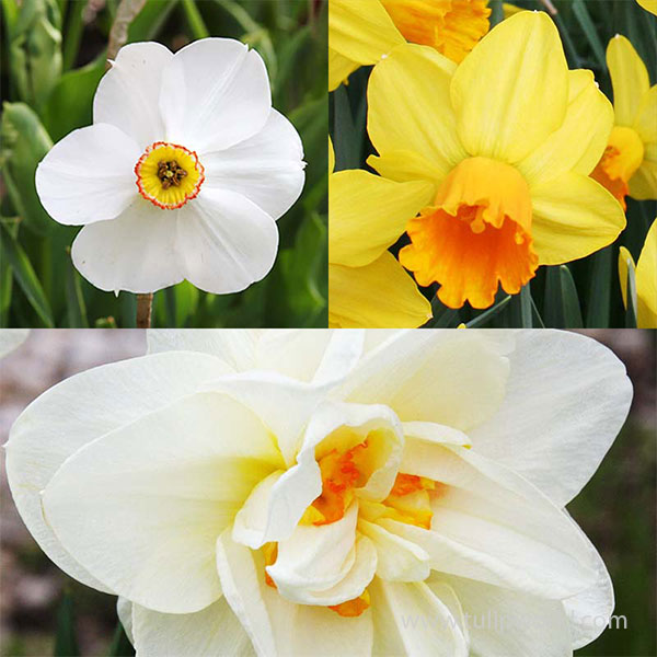 All Spring Blooming Daffodil Collection