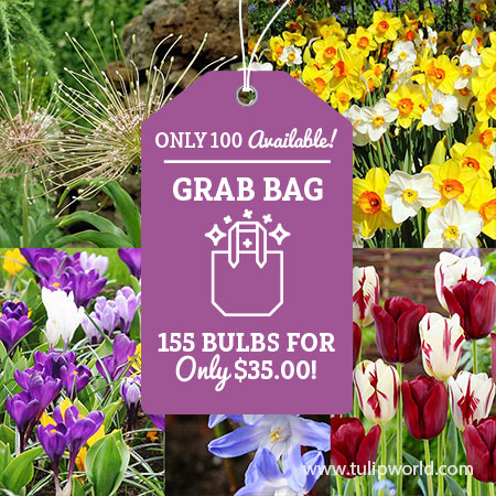 All Spring Blooming Grab Bag all spring blooming grab bag, long blooming flowers, tulips for sale, daffodil bulbs for sale, allium for sale, best bulbs for warm climates, flower bulbs for southern states