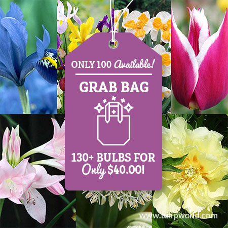 All Spring Blooming Grab Bag