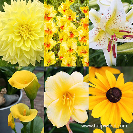 All Yellow Summer Collection popular yellow flowers, yellow blooming flowers, all yellow summer blooming flowers, yellow daylilies, black eyed susans