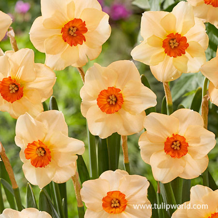 Altruist Daffodil - 32114