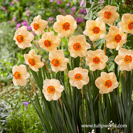 Gigantic Star Large Cupped Daffodil Bulbs, Narcissus