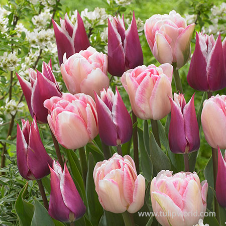 Bulbes de tulipes Kaufmanniana Stresa - GardenStuff