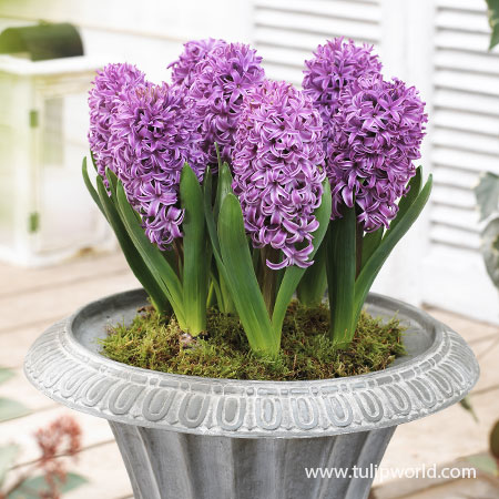 Amethyst Hyacinth Pre-Chilled pre-chilled bulbs, pre chilled hyacinth bulbs, where can i buy pre chilled bulbs, pre chilled hyacinths for forcing