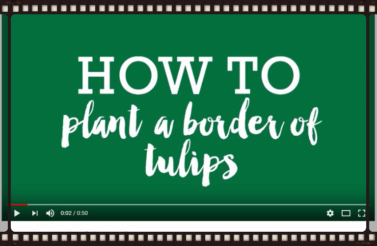 How to plant a border of tulips Video