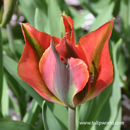 Artist Viridiflora Tulip 