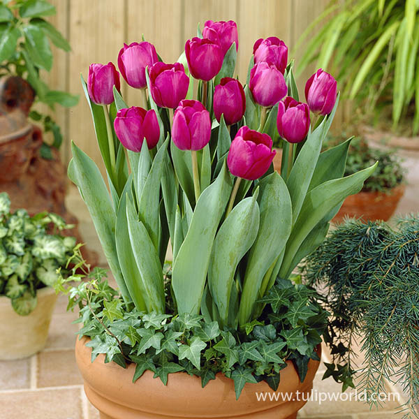 Attila Tulip Pre-Chilled