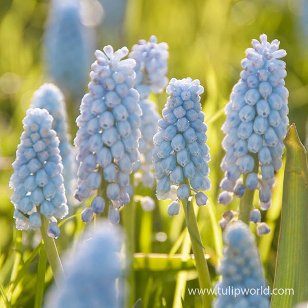 Baby's Breath Muscari Pre-Chilled