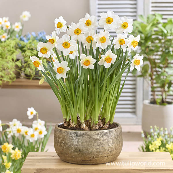 Barrett Browning Daffodil Pre-Chilled