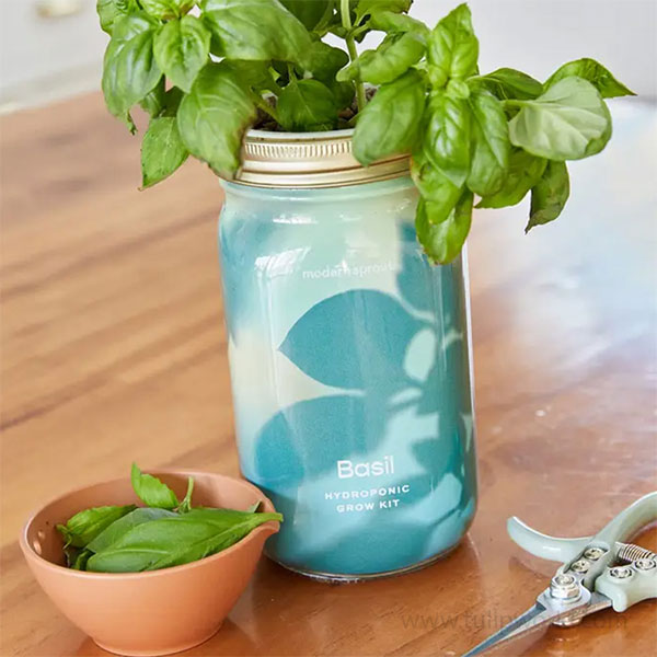 Basil Herb Garden Hydroponic Jar Kit