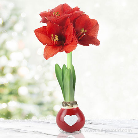 Be Mine Waxed Amaryllis Red Waxed Amaryllis, Unique Holiday Gift, Hand-Dipped Wax Covered Bulb, Holiday Flowers