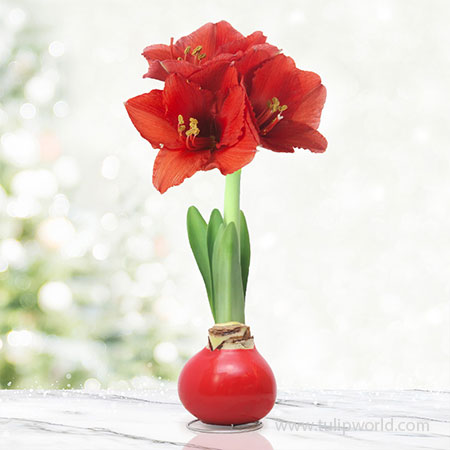 Believe Waxed Amaryllis Red Waxed Amaryllis, Holiday decor, Hand-Dipped Amaryllis Bulbs, Gardening Gifts, Grow Indoors