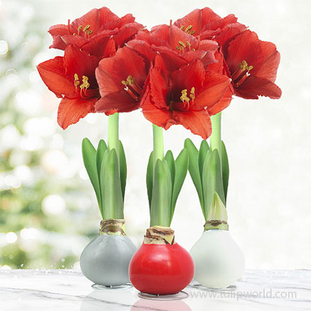 Believe in Joy Waxed Amaryllis Collection  - 42418