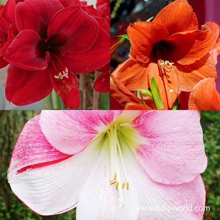 Big Blooms Amaryllis Collection - 42142