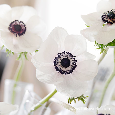Black Eyed Beauty Anemone anemone bulbs, anemone de caen black eyed beauty bulbs, black and white anemone bulbs, anemone black and white bulbs for sale