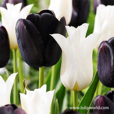 Black & White Tulip Blend black and white tulips, black tulips, queen of night tulips, white tulips, white and black tulip blend, late blooming tulips, single late tulips