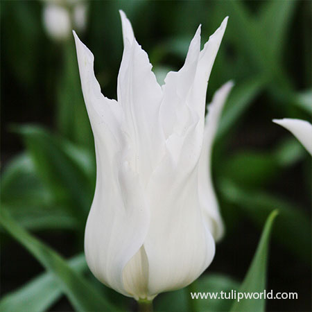 Black &amp; White Tulip Blend - 38346