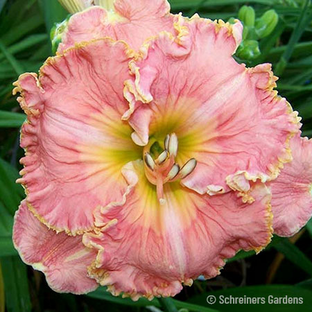Blossom Hill Reblooming Daylily all daylilies, reblooming daylilies, day lilies, maryott daylilies, daylilies for sale, best pink daylilies, blossom hill daylily, daylilies roots for sale 
