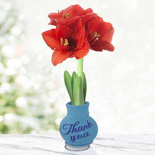 Blossoming Thank You Sweater Amaryllis
