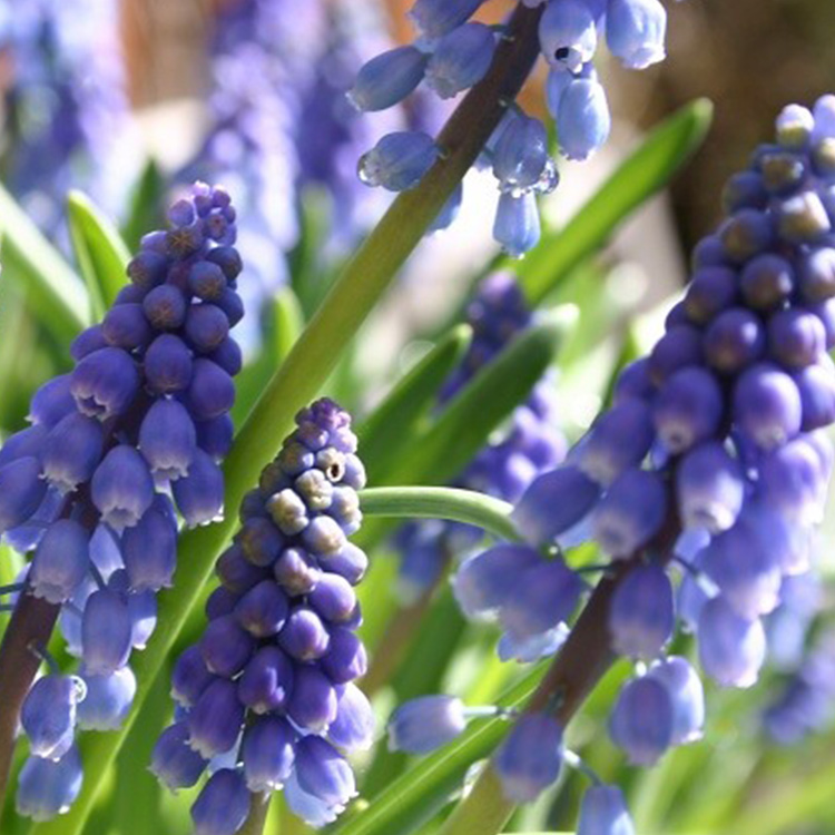 Blue Grape Hyacinth - Armeniacum Muscari - 33116