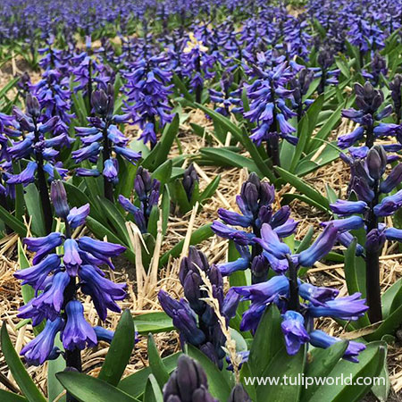 Blue Jacket Hyacinth - 34103