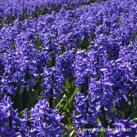 Blue Jacket Hyacinth - 34103