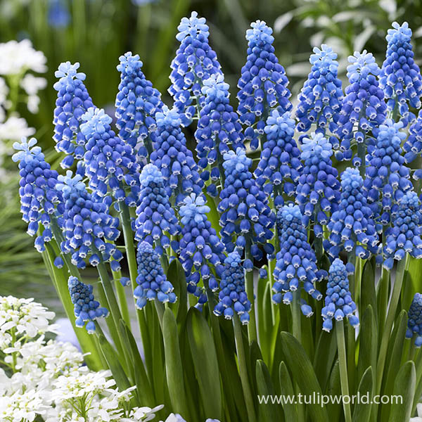 Blue Moon Muscari