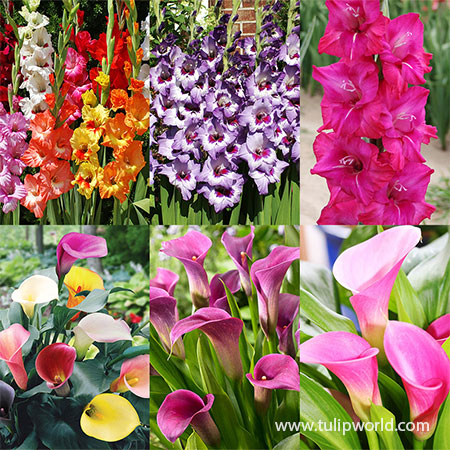 Bouquet of Blooms Collection gladiolus bulbs, calla lily bulbs, best cut flowers, grow your own flowers, cutting gardens, wholesale flower bulbs