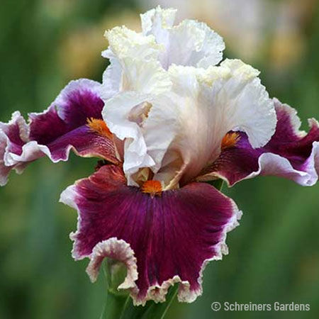 Breezin Bearded Iris breezin bearded iris, bearded iris for sale, when to plant bearded iris, how to plant bearded iris, unique bearded iris 