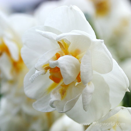 Bridal Crown Daffodil Pre-Chilled - 47048