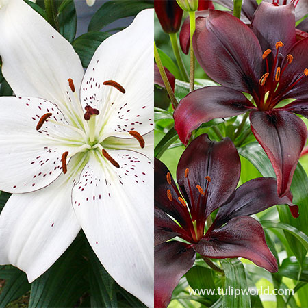 Bright Dimension Lily Collection purple asiatic lily, asiatic lilies, buy lily bulbs online, lilies wholesale, lily bulbs wholesale, lilies bulbs, asiatic lily bulbs