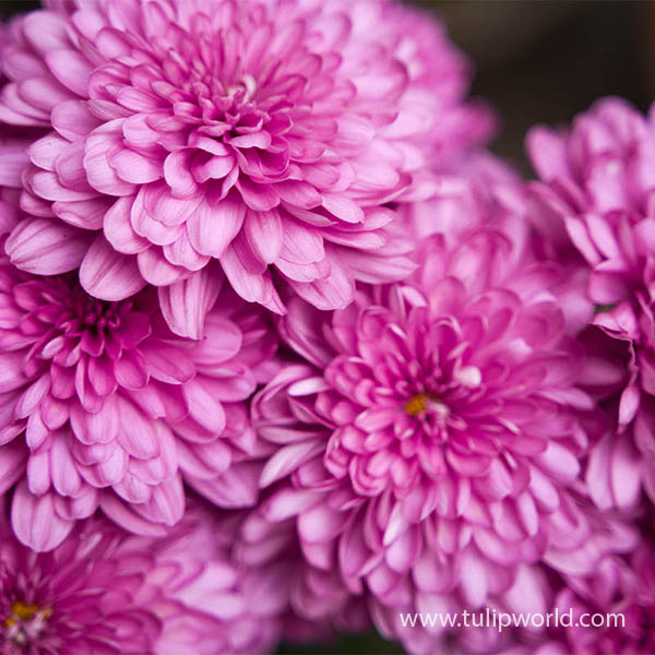 Bright Pink Pre-Potted Garden Mum