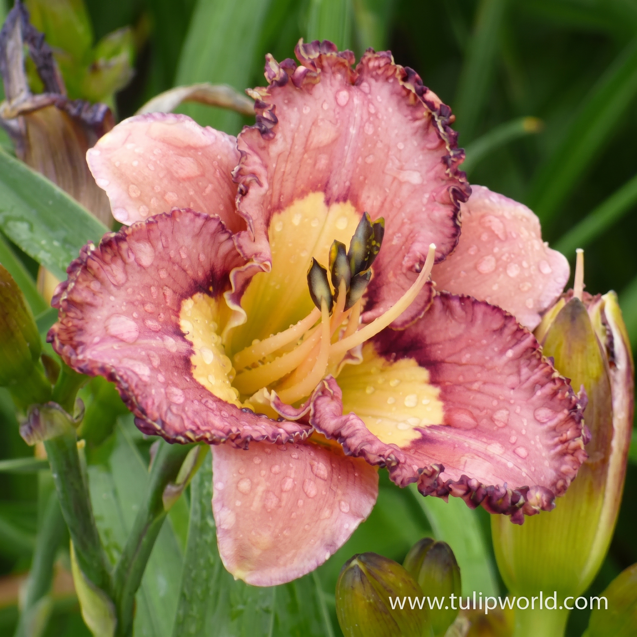 Brouhaha Reblooming Daylily