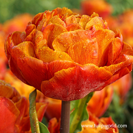 Brownie Double Late Tulips - 36100