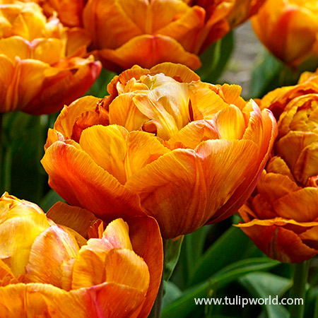 Brownie Double Late Tulips 