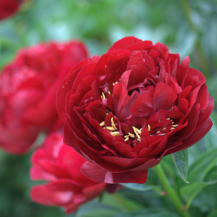 Buckeye Belle Peony