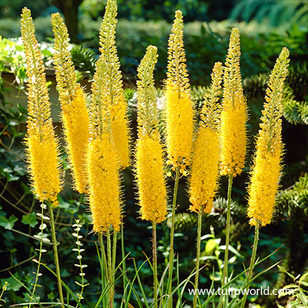 Bungei Yellow Foxtail Lily 