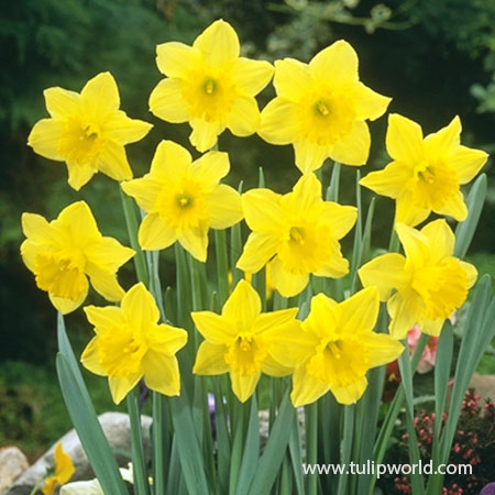 California (Carlton) Daffodil - 32126