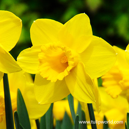 California (Carlton) Daffodil 