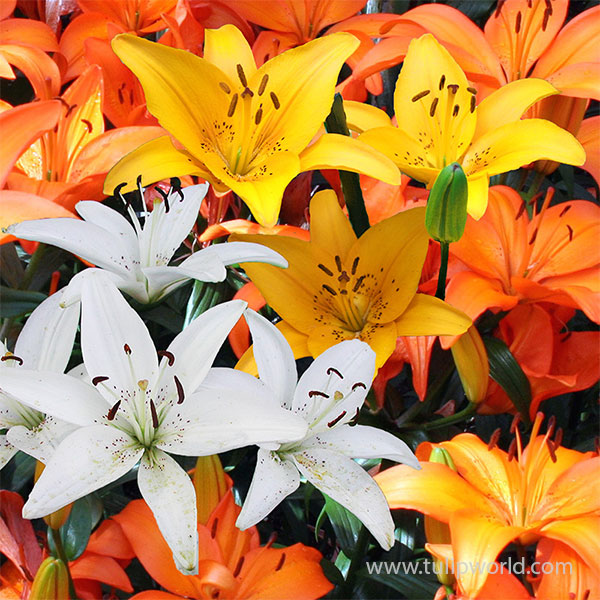 Candy Corn Asiatic Lily Mix