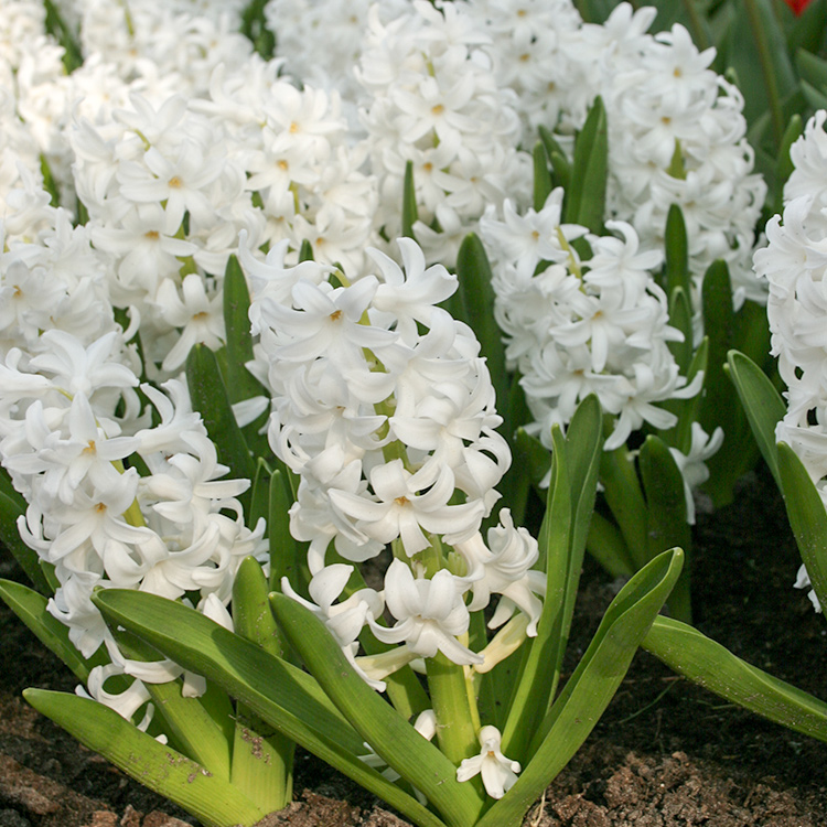 Carnegie Hyacinth 