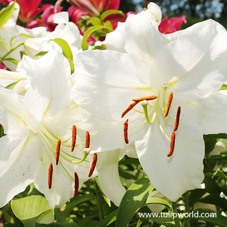 Casablanca Oriental Lily 