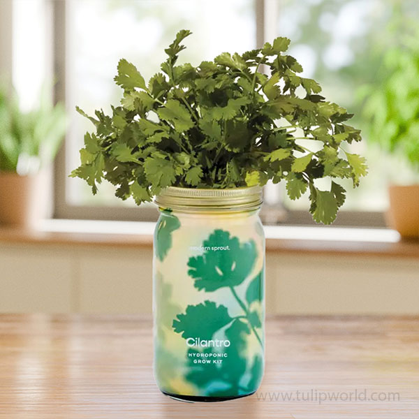 Cilantro Herb Garden Hydroponic Jar Kit